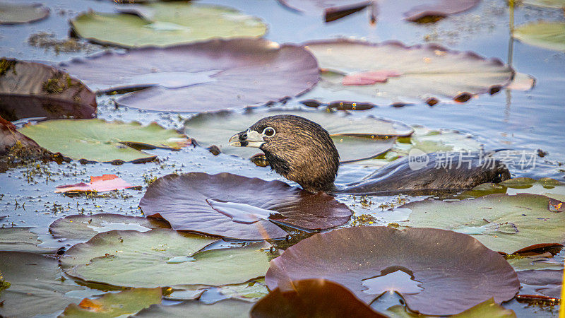 美洲小䴙䴘(Podilymbus podiceps)，大嘴䴙䴘，美洲小䴙䴘，大䴙䴘。